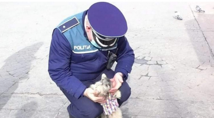 IPJ Gorj: Toți cățeii trebuie înregistrați. În caz contrar, amenzi de până la 10.000 de lei