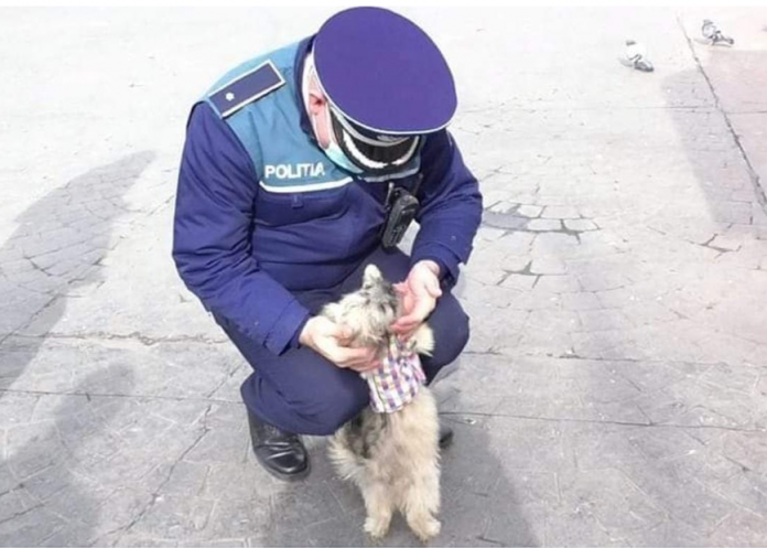 IPJ Gorj: Toți cățeii trebuie înregistrați. În caz contrar, amenzi de până la 10.000 de lei