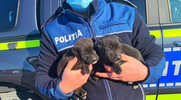 Un bărbat din Telești a aruncat doi pui de câine, neînțărcați. Acum e cercetat de polițiști