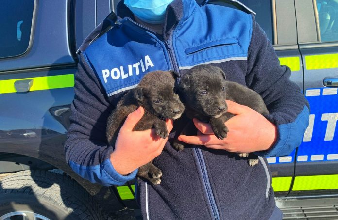 Un bărbat din Telești a aruncat doi pui de câine, neînțărcați. Acum e cercetat de polițiști