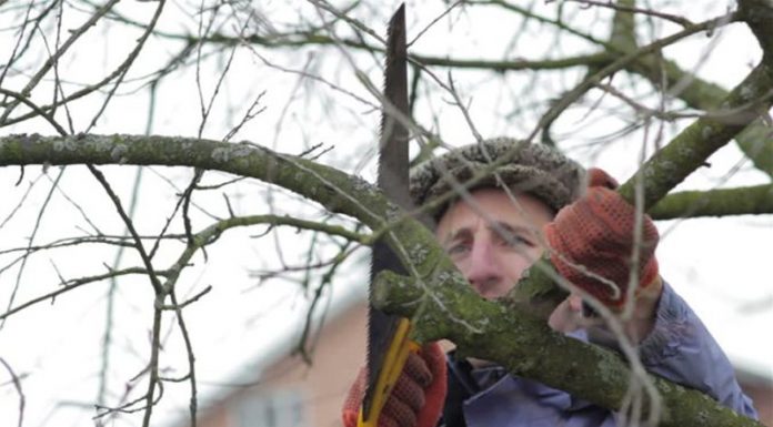 Agricultura pe înțelesul tuturor – Lucrări agricole în livada și via aflate în repausul vegetativ
