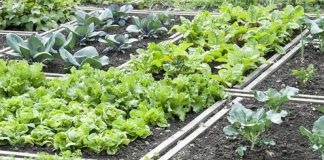 Agricultura pe înțelesul tuturor – Rotația culturilor legumicole