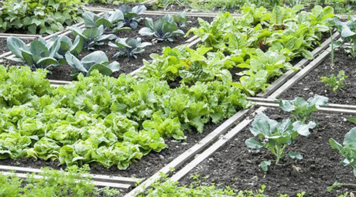 Agricultura pe înțelesul tuturor – Rotația culturilor legumicole