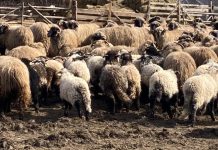 Mieii de Paști, la 40 de lei kilogramul ?!