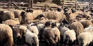 Mieii de Paști, la 40 de lei kilogramul ?!