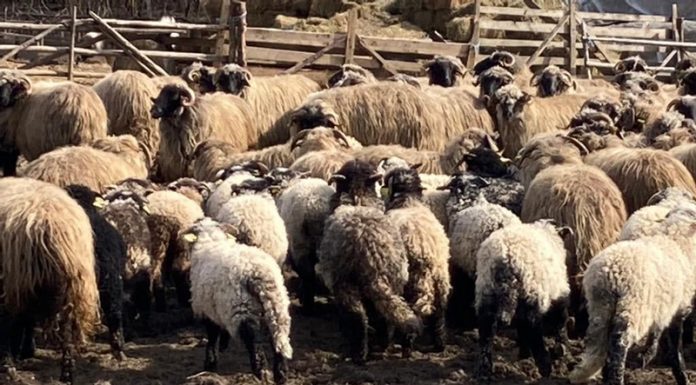 Mieii de Paști, la 40 de lei kilogramul ?!