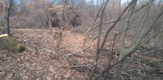 La doi ani după ce l-a lovit cu parul în cap, agresorul nu a fost trimis în judecată! Șengher a fost reținut vineri pentru furt de lemne