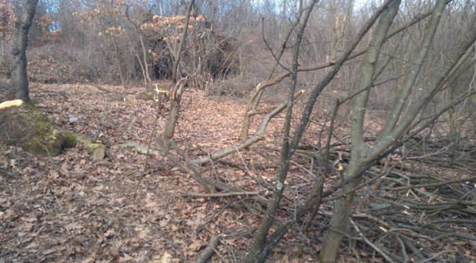 La doi ani după ce l-a lovit cu parul în cap, agresorul nu a fost trimis în judecată! Șengher a fost reținut vineri pentru furt de lemne