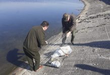 VIDEO: Lebădă salvată de la moarte!