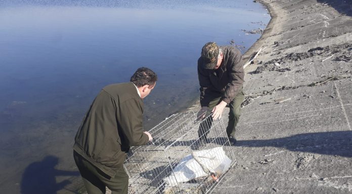 VIDEO: Lebădă salvată de la moarte!