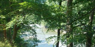 ,,Oltenia eterna Terra Nova’’ – În umbra lui Iovan Iorgovan – (I)