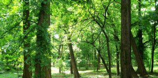 ,,Oltenia eterna Terra Nova’’ – În umbra lui Iovan Iorgovan – (2)