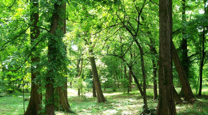 ,,Oltenia eterna Terra Nova’’ – În umbra lui Iovan Iorgovan – (2)