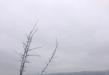 Gorjean amendat cu 10.000 lei