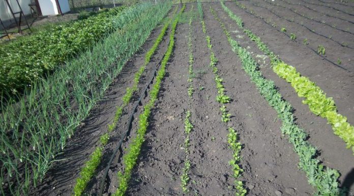 Agricultura pe înțelesul tuturor – Organizarea grădinii de legume