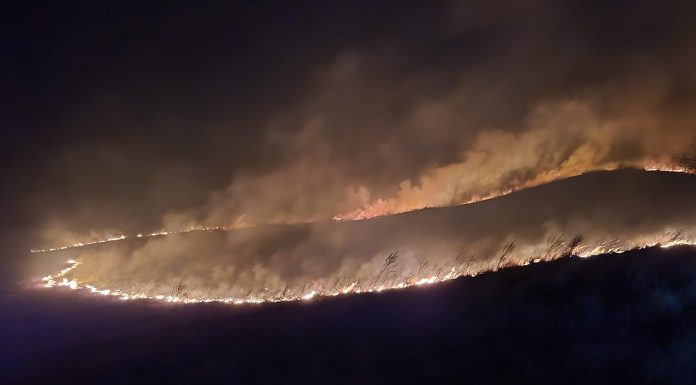 Vii și livezi, făcute scrum la Borăscu! Ion Iordache: Dăm foc la propriile culturi