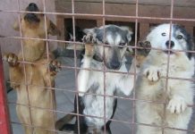 Târg de adopții de căței, pe 6 aprilie, la Târgu-Jiu