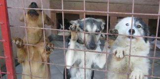 Târg de adopții de căței, pe 6 aprilie, la Târgu-Jiu