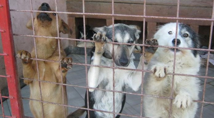 Târg de adopții de căței, pe 6 aprilie, la Târgu-Jiu