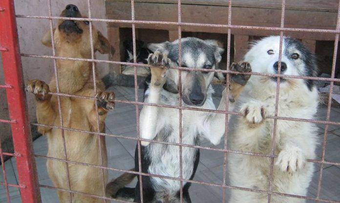 Târg de adopții de căței, pe 6 aprilie, la Târgu-Jiu