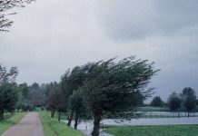 Gorj, cod galben de vânt