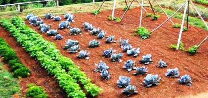 Agricultura pe înțelesul tuturor – Recolte multiple de legume prin asocierea culturilor