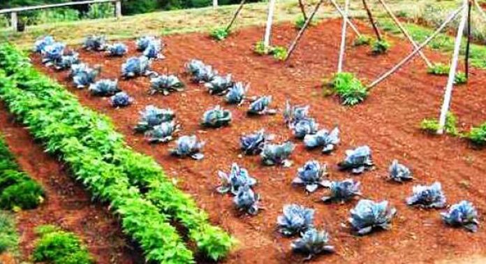 Agricultura pe înțelesul tuturor – Recolte multiple de legume prin asocierea culturilor