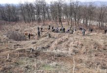 Direcția Silvică Gorj împădurește 10 hectare de teren
