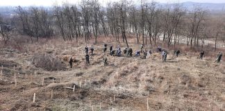Direcția Silvică Gorj împădurește 10 hectare de teren