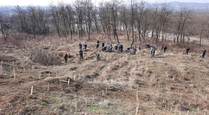 Direcția Silvică Gorj împădurește 10 hectare de teren