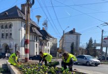 Edilitara: Zeci de mii de flori vor înfrumuseța municipiul Târgu-Jiu