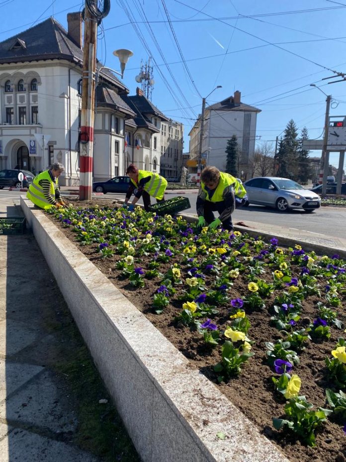 Edilitara: Zeci de mii de flori vor înfrumuseța municipiul Târgu-Jiu