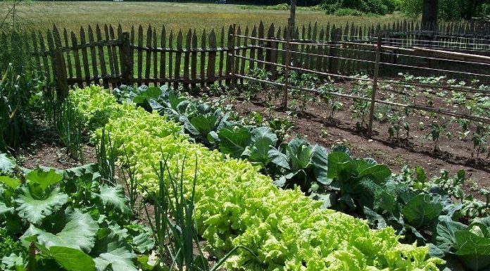 Agricultura pe înțelesul tuturor – Producerea răsadurilor și a legumelor în micile ferme comerciale și în grădinile familiale