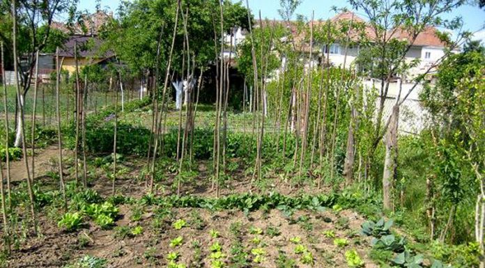 Agricultura pe înțelesul tuturor – Perioada de vegetaţie, recoltare și producția potențială a legumelor în grădina familială