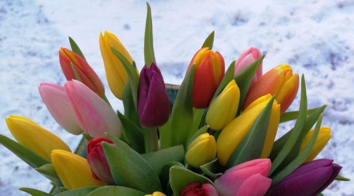 Frumoasele obiceiuri de 8 Martie