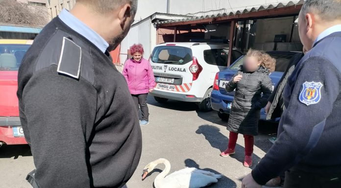 Târgu-Jiu: Lebădă rănită, salvată de pe stradă