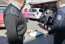 Târgu-Jiu: Lebădă rănită găsită pe stradă