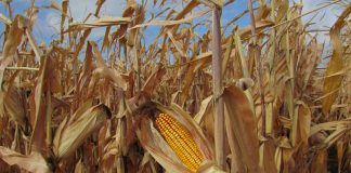 Agricultura pe înțelesul tuturor – Alegerea corectă a hibrizilor de porumb