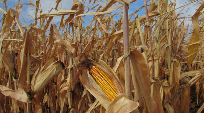 Agricultura pe înțelesul tuturor – Alegerea corectă a hibrizilor de porumb