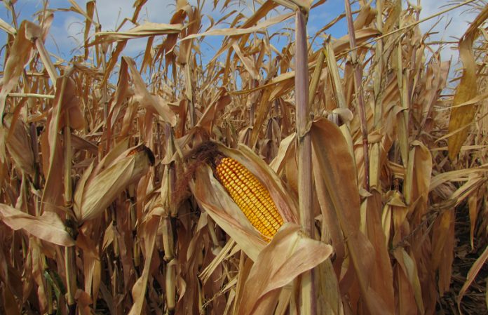 Agricultura pe înțelesul tuturor – Alegerea corectă a hibrizilor de porumb