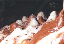 Lumea subterană – (1)