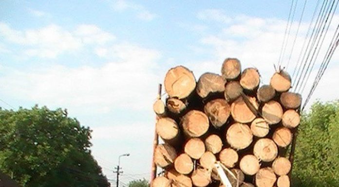 Infracțiuni silvice, descoperite de polițiștii din județ