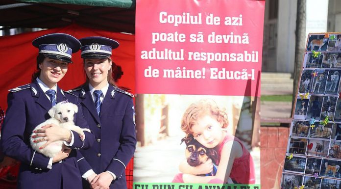Târg de adopții! Nouă cățeluși și-au găsit câte o familie