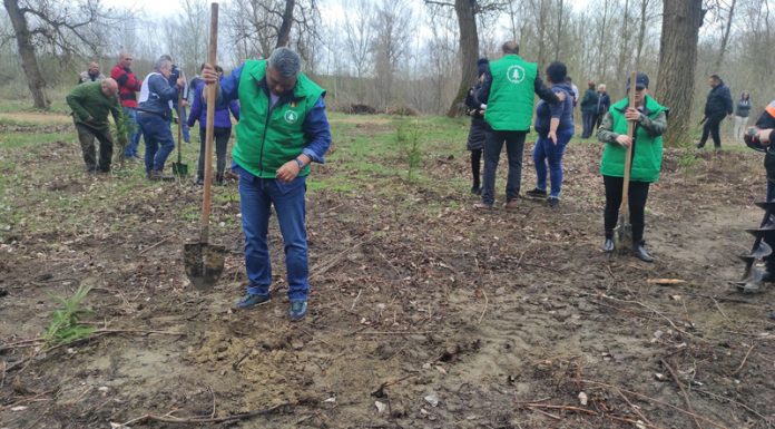 Proiect ecologist la Gorj! Parcul Gilort completat cu brazi și mesteceni de la PER