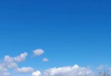 Ecologiști din Gorj, la plantat de arbori la Mârșani