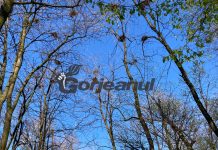 Romanescu vrea să câștige războiul cu ciorile din Parcul Central!