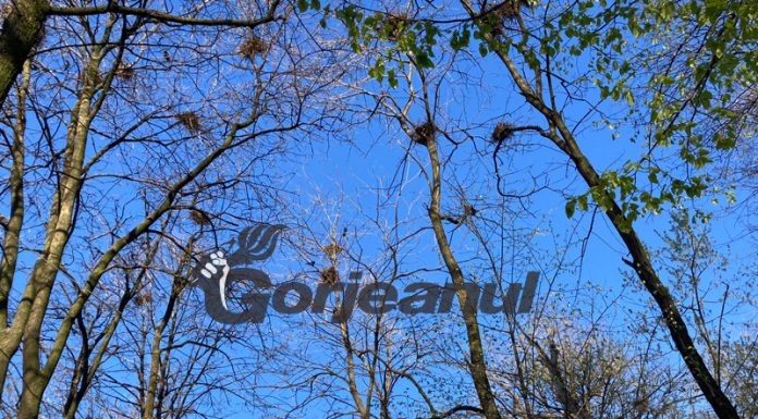 Romanescu vrea să câștige războiul cu ciorile din Parcul Central!