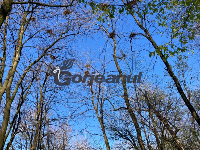 Romanescu vrea să câștige războiul cu ciorile din Parcul Central!