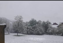 A nins la Bălcești peste pomii înfloriți!