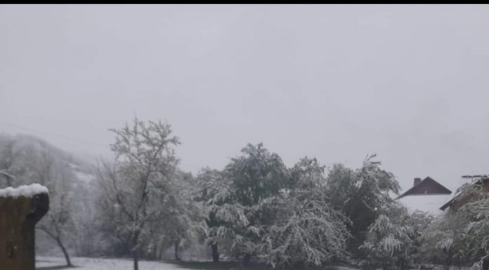A nins la Bălcești peste pomii înfloriți!